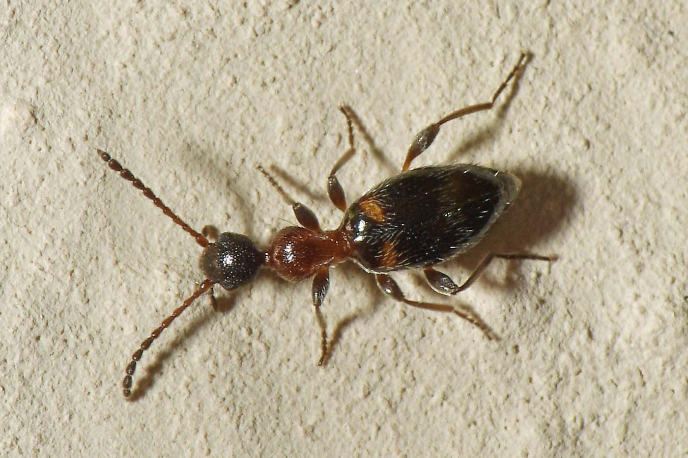 Anthicidae: Anthelephila pedestris?  S